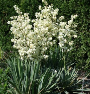 yucca filamentosa