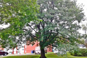 Quercus rubra