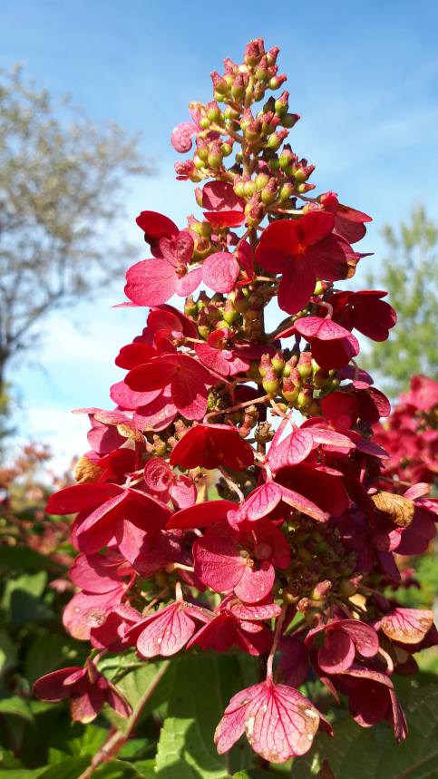 hydrangea pinky winky Hydrangée Pinky winky