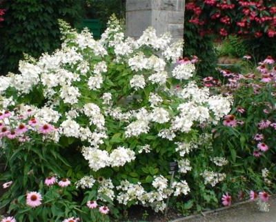 Hydrangea kyushu