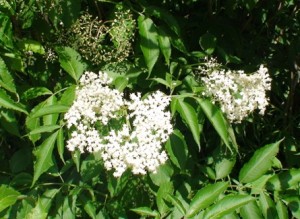 sambucus canadensis