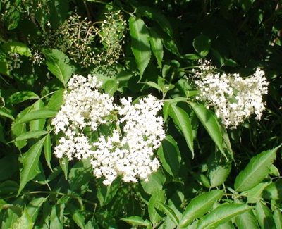 sambucus canadensis