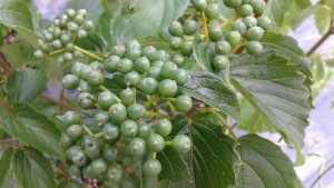 viburnum dentatum blue muffin