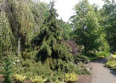 picea abies acrocona