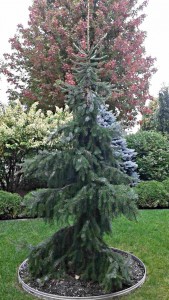 Picea omorika "bruns"