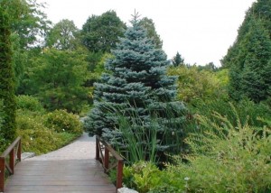 Picea pungens fat albert