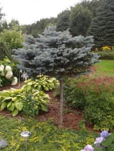 Picea pungens Montgomery sur tige