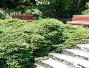 picea abies nidiformis