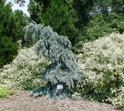 Picea pungens the blues