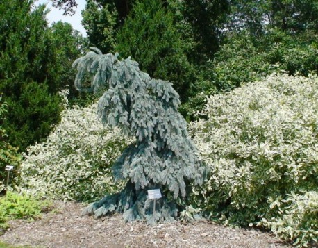 Épinette The Blues Picea pungens the blues