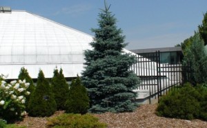 Picea pungens baby blue