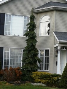 picea glauca pendula