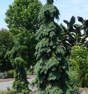 picea glauca pendula