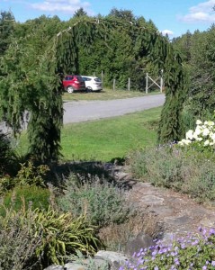 picea abies acrocona