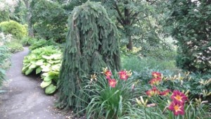 picea abies pendula