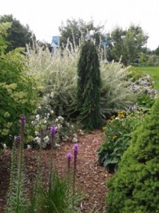 picea abies pendula