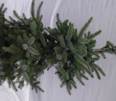 Picea omorica "bruns"