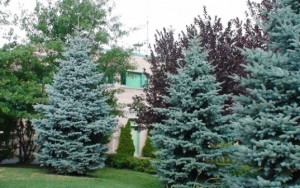 Picea pungens