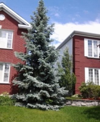 Picea pungens