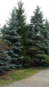 Picea pungens
