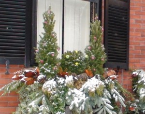 picea glauca albertiana