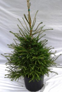 picea mariana