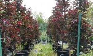 Acer platanoides Crimson Sentry