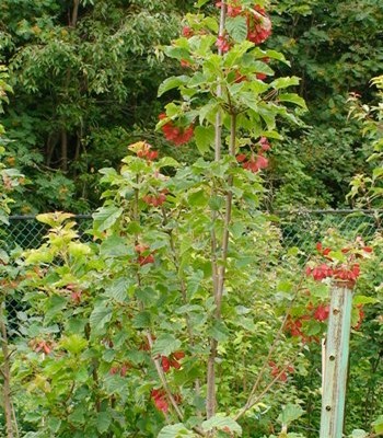 acer tataricum Hot Wing