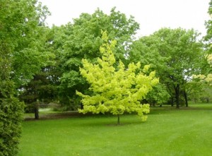 Acer platanoides Princeton Gold