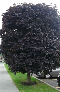 Acer platanoides Royal Red