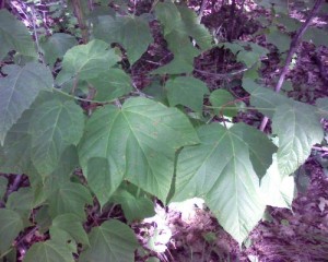 acer pensylvanicum