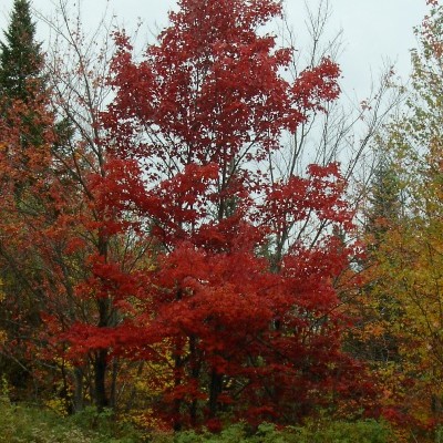 Acer rubrum