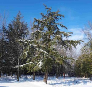 Tsuga canadensis