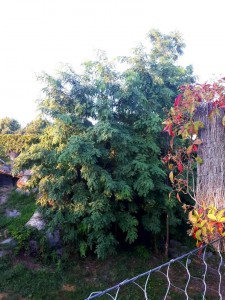 gymnocladus dioicus