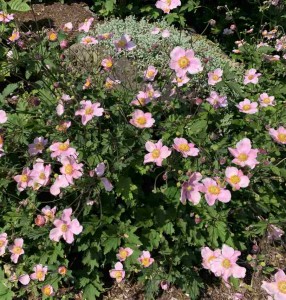 Anemone September Charm