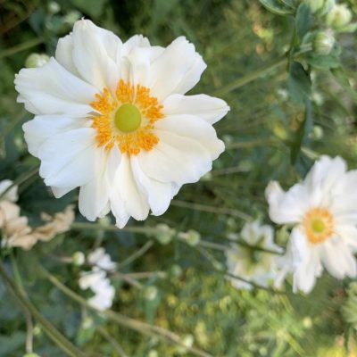 Anemone hybrida Honorine Jobert