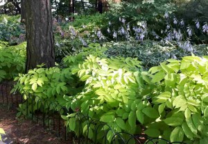 Aralia Sun King