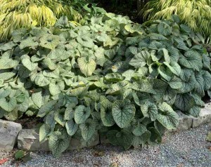 Brunnera macrophylla 'Jack Frost'
