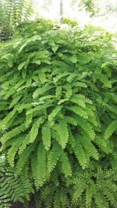Adiantum pedatum