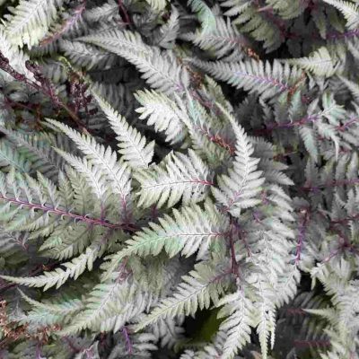 Athyrium niponicum pictum