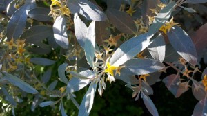 Eleagnus Quick Silver