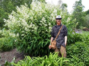 Persicaria polymorpha