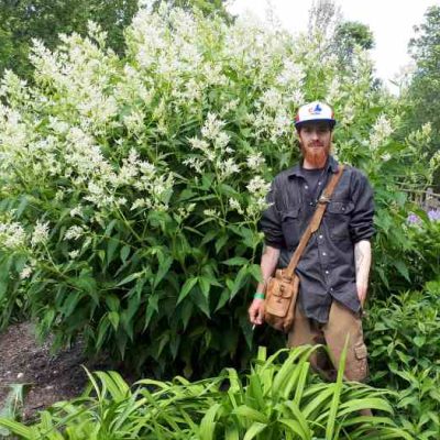 Persicaria polymorpha