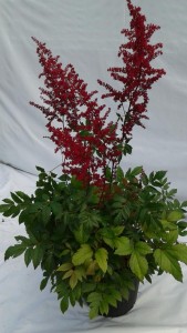 Astilbe Fanal