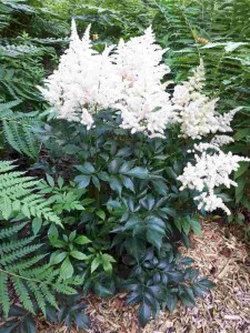 Astilbe peach blossom