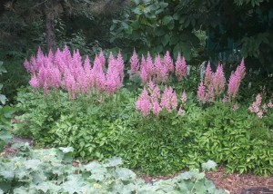 Astilbe vision in pink