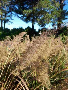 Calamagrostide brachytricha