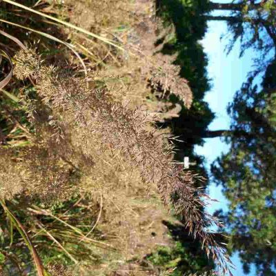 Calamagrostide brachytricha