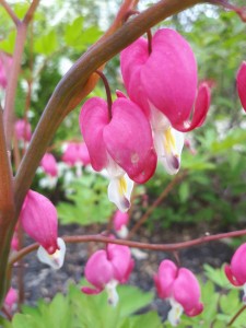 Cœur saignant - Cœur de Marie