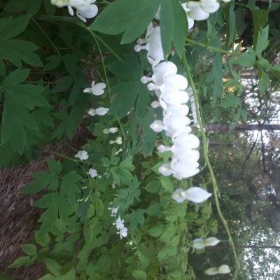 Cœur saignant blanc - Cœur de Marie blanc